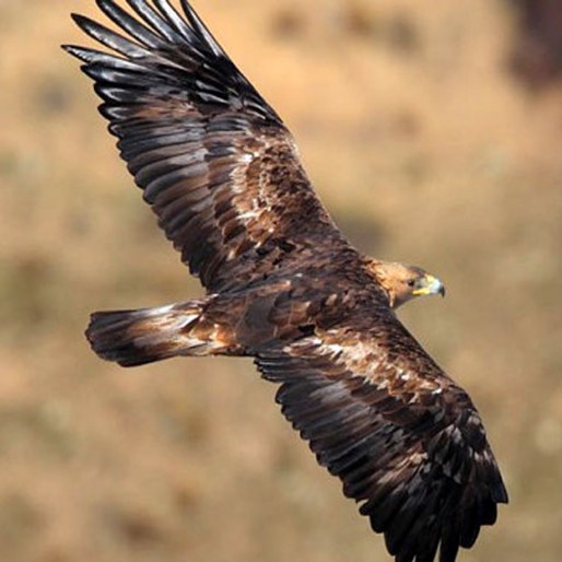 Eagle over the Sierra de las Nieves