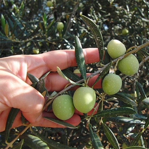 olive picking in the Sierra de las Nieves